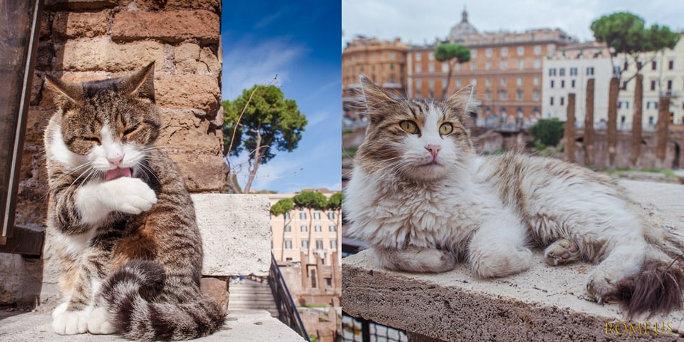 Streunende Katzen in Rom bei Torre Argentina