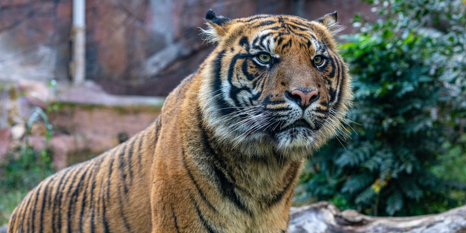 Tiger im Zoo von Rom in der Villa Borghese